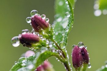 Raindrops on honeysuckle, Dells of the Big Sioux.