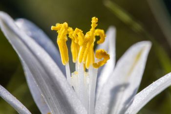 Star lily, Sage Creek Wilderness.