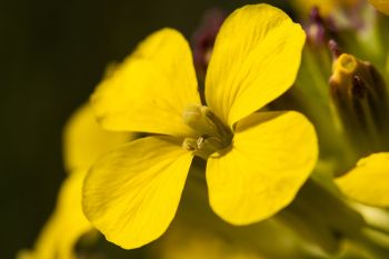 Western wallflower, Sage Creek Wilderness.