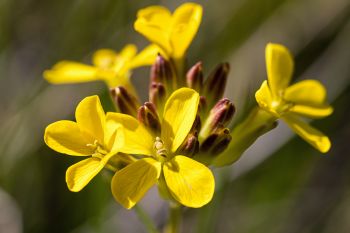 Western wallflower, Sage Creek Wilderness.