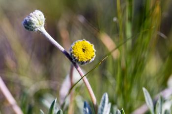 Stemless four-nerve daisy or bitterweed, Sage Creek Wilderness.