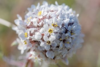 Ballhead gilia, Sage Creek Wilderness.