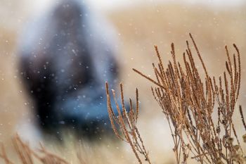 Focusing on the snowfall in front of the bison.