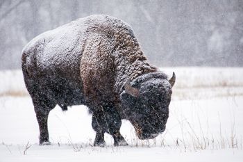 Heavier snowfall near French Creek.