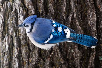 Blue jay posing near Grace Coolidge Creek.