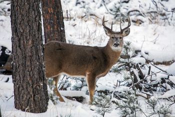 White-tail buck on the Black Hills Playhouse road.