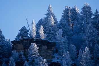 Late afternoon light on the snow covered pines.