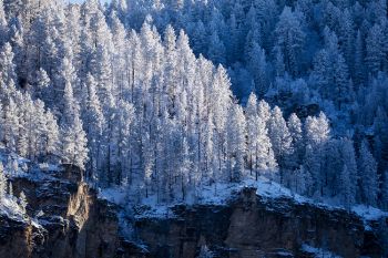 Late afternoon light on the snow covered pines.