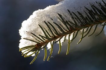 Snowflakes on pine.