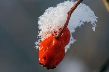 Snowflakes on wild berries.