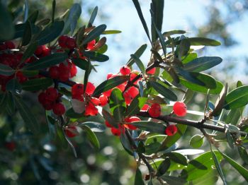 Buffalo berries cling tightly to prickly branches, but their delicious, tart flavor is worth the painful harvest. Photo by R. Neil Reese.