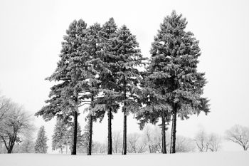 Snowfall at Sherman Park, Sioux Falls.