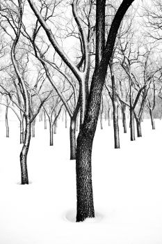 Snowfall at Sherman Park, Sioux Falls.