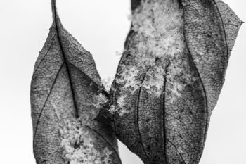 Snow on leaves at the Sioux Falls Outdoor Campus.