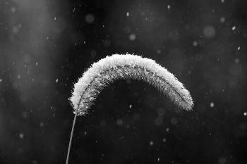 Snow falling at the Sioux Falls Outdoor Campus.