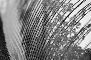 Snowflakes on a feather at the Sioux Falls Outdoor Campus.