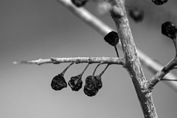 Winter berries at Newton Hills State Park.