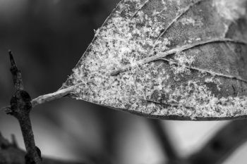 Snowflakes on a leaf at the Sioux Falls Outdoor Campus.