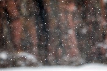 Snowfall at Palisades State Park.