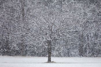 Heavy snow at Custer State Park.