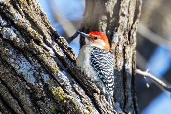 Red-breasted woodpecker at Good Earth State Park.