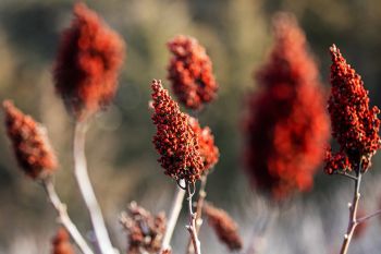 Sumac berries in the late afternoon sun at Newton Hills State Park.