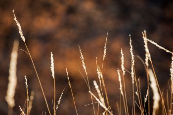 Tall grass in the late afternoon sun at Newton Hills State Park.