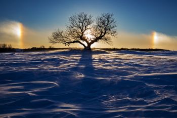 Eminija Mound tree with sun dogs.