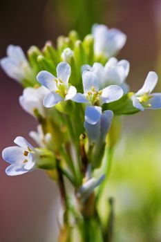 Small white blossoms (possibly Hairy Rock Cress)