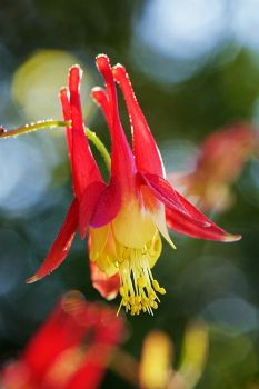 Red Columbine in bloom