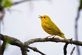 A singing yellow warbler