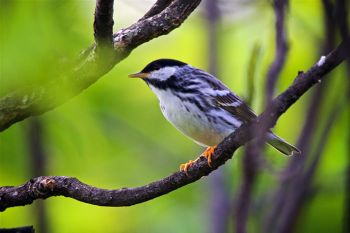 Blackpoll Warbler