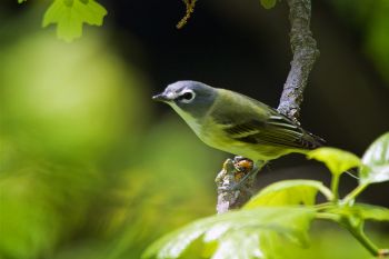 Blue-headed Vireo