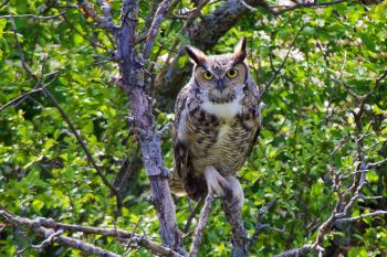 Great Horned Owl