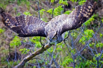 Great Horned Owl a second after take-off