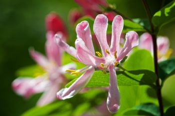 Honeysuckle bloom