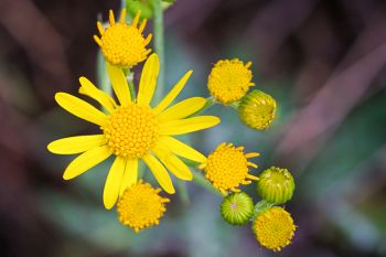 Ragwort beginning to bloom