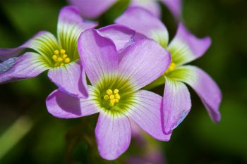 I believe this is Violet Wood Sorrel in bloom