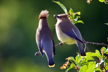 Cedar Waxwings sharing berries in the evening light