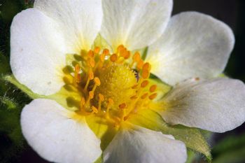 Unidentified white flower