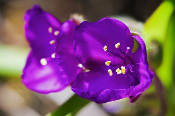 Spiderwort in bloom