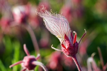 Prairie Smoke flowers