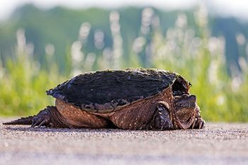 Snapping turtle crossing the road in Codington County.