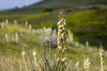 Yucca in bloom along a road labeled “scenic route” in the Grand River National Grasslands south of Shadehill Reservoir.