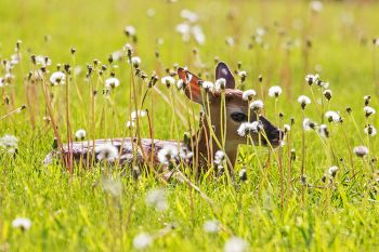 A white-tail fawn in a country churchyard along the paved road running west from Oldham.