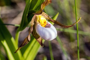 A white ladyslipper flower along a gravel road in the Coteau Hills of Deuel County.