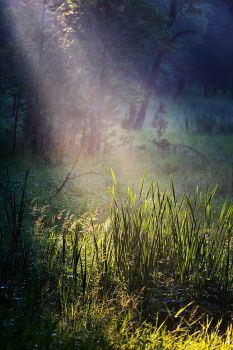 Sunlight on tall grass at Badger Hole in Custer State Park.