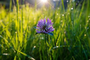 Raindrops on red clover and tall grass after the rain at Badger Hole in Custer State Park.