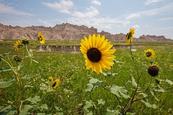 Sunflowers at Badlands National Park.