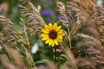 Sunflower in tall grass along the Quinn Road in Badlands National Park.